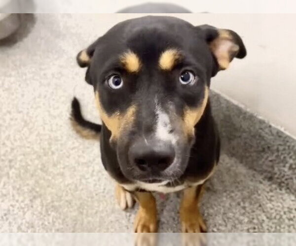 Medium Photo #1 Australian Kelpie-Unknown Mix Puppy For Sale in Houston, TX, USA
