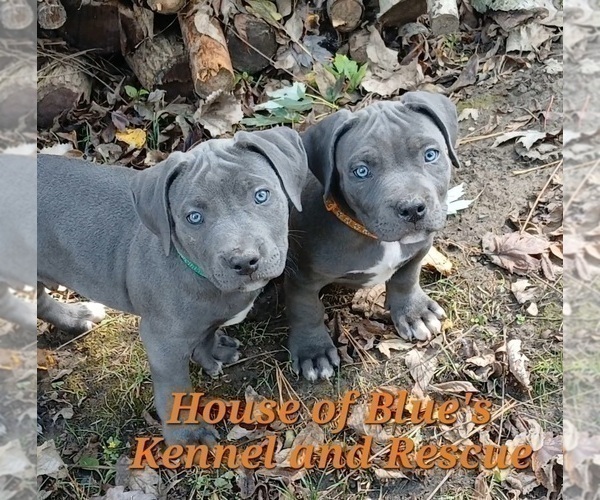 Medium Photo #3 American Pit Bull Terrier Puppy For Sale in DELAWARE, OH, USA