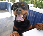 Small #2 Rottweiler