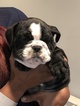 Small Photo #2 Bulldog Puppy For Sale in STOCKBRIDGE, GA, USA