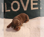 Small Photo #10 Doberman Pinscher Puppy For Sale in CORAL SPRINGS, FL, USA