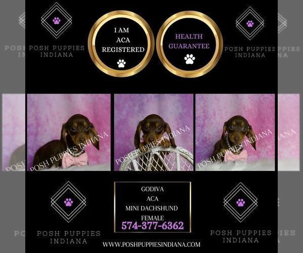 Medium Photo #5 Dachshund Puppy For Sale in WARSAW, IN, USA