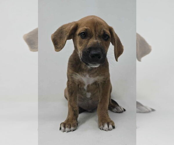 Medium Photo #1 Labrador Retriever-Plott Hound Mix Puppy For Sale in Brewster, NY, USA