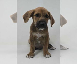 Labrador Retriever-Plott Hound Mix Dogs for adoption in Brewster, NY, USA
