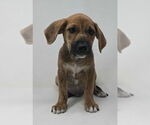 Small Labrador Retriever-Plott Hound Mix