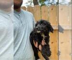 Small Photo #5 Aussiedoodle Puppy For Sale in SPENCER, TN, USA