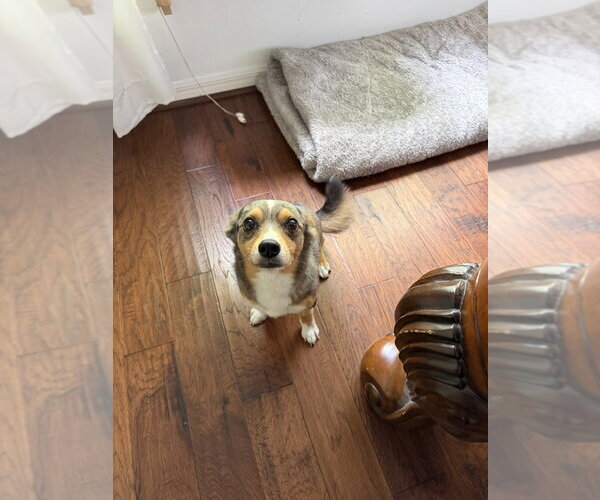 Medium Photo #2 Chihuahua-Unknown Mix Puppy For Sale in oakland, FL, USA