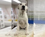 Small #3 American Pit Bull Terrier-Bull Terrier Mix