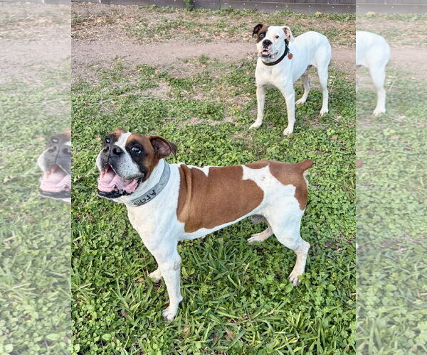 Medium Photo #3 Boxer Puppy For Sale in Dumont, NJ, USA