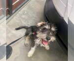 Small #3 Mutt