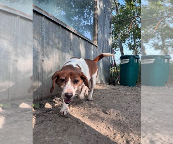 Medium Photo #2 Beagle Puppy For Sale in Calgary, Alberta, Canada