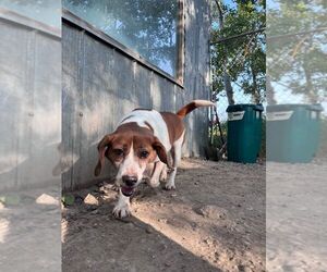 Bless (Abby) - Female Beagle Dog for Adoption - Photo #2