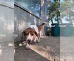 Small Photo #2 Beagle Puppy For Sale in Calgary, Alberta, Canada