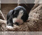 Puppy Piccadilly Bernedoodle