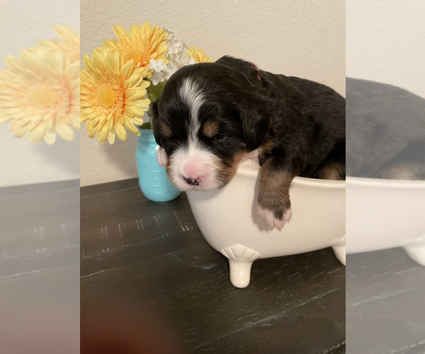 Medium Photo #1 Bernese Mountain Dog Puppy For Sale in AZLE, TX, USA