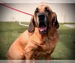 APOLLO - Male Brazilian Mastiff Dog for Adoption - Small photo