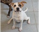 Small #2 Labrador Retriever Mix