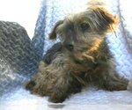 Small Mutt