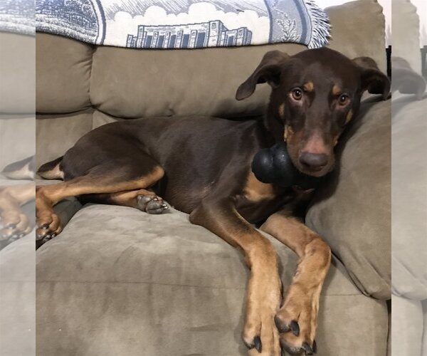 Medium Photo #11 Doberman Pinscher-Unknown Mix Puppy For Sale in Minneaoplis, MN, USA