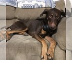 Small #10 Doberman Pinscher Mix