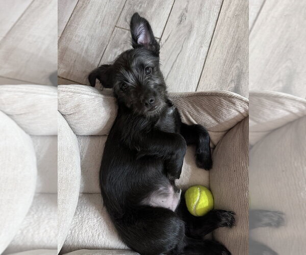Medium Photo #1 Mutt Puppy For Sale in Dana Point, CA, USA