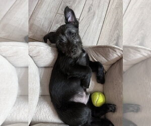 Mutt Dogs for adoption in Dana Point, CA, USA
