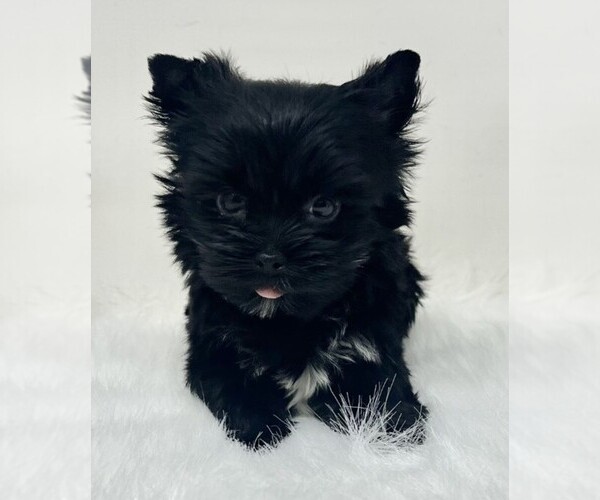 Medium Photo #15 Yorkshire Terrier Puppy For Sale in BEVERLY HILLS, CA, USA