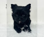 Small #14 Yorkshire Terrier