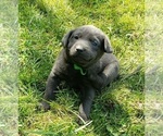 Small Photo #17 Labrador Retriever Puppy For Sale in OLYMPIA, WA, USA