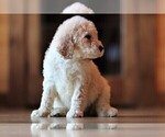 Small Photo #7 Poodle (Standard) Puppy For Sale in STANLEY, VA, USA