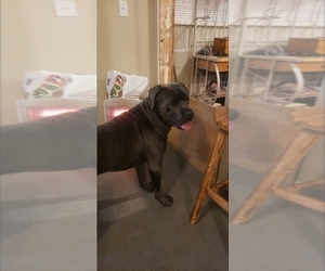 Father of the Cane Corso puppies born on 11/13/2022