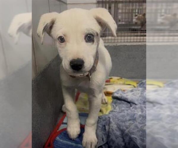 Medium Photo #1 Labrador Retriever-Unknown Mix Puppy For Sale in San Antonio, TX, USA