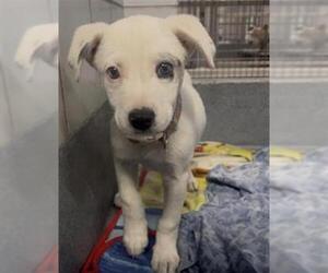 Labrador Retriever-Unknown Mix Dogs for adoption in San Antonio, TX, USA