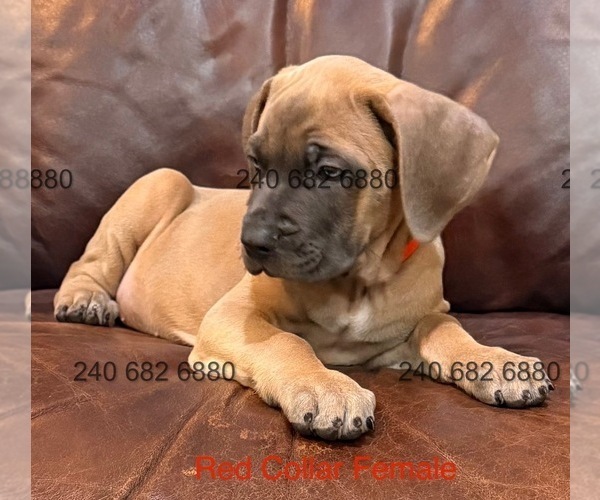 Medium Photo #16 Cane Corso Puppy For Sale in LA PLATA, MD, USA