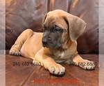 Puppy Red Collar F Cane Corso