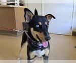 Small Doberman Pinscher-Siberian Husky Mix