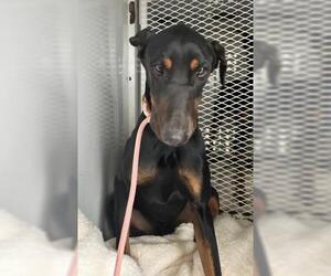 Doberman Pinscher Dogs for adoption in Bakersfield, CA, USA