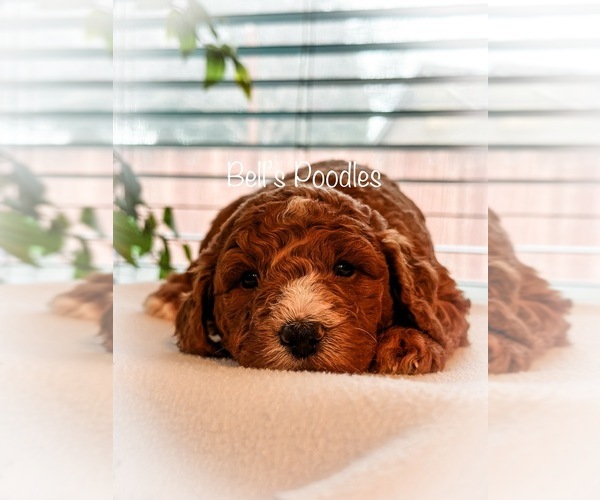 Medium Photo #1 Poodle (Miniature) Puppy For Sale in FRESNO, CA, USA