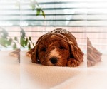 Small Photo #1 Poodle (Miniature) Puppy For Sale in FRESNO, CA, USA