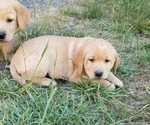 Small Photo #16 Labrador Retriever Puppy For Sale in OLYMPIA, WA, USA