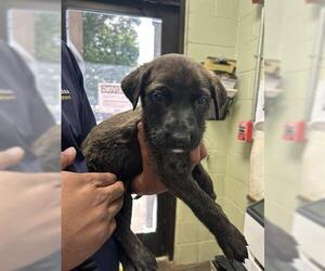 Dutch Shepherd -Unknown Mix Dogs for adoption in Tulsa, OK, USA