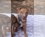 Small #1 Mutt