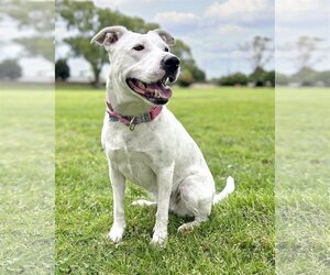 American Pit Bull Terrier-Unknown Mix Dogs for adoption in Corona, CA, USA