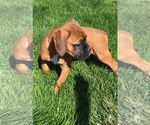 Small Photo #9 Boxer Puppy For Sale in APPLE CREEK, OH, USA