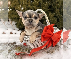 French Bulldog Puppy for sale in MIDDLEBURY, IN, USA