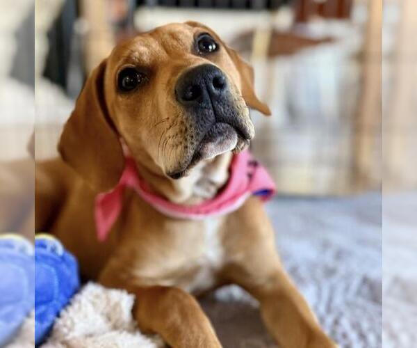 Medium Photo #4 Labrador Retriever-Unknown Mix Puppy For Sale in San Diego, CA, USA
