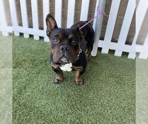 Bulldog-Unknown Mix Dogs for adoption in Modesto, CA, USA