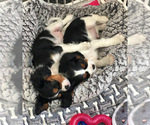 Small Photo #2 Cavalier King Charles Spaniel Puppy For Sale in RIVERSIDE, CA, USA