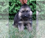 Small Photo #1 German Shepherd Dog Puppy For Sale in NAPPANEE, IN, USA