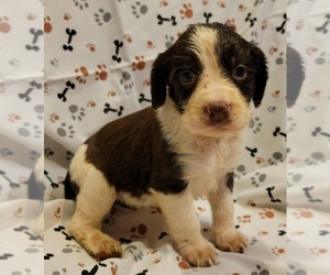 English Springer Spaniel Puppy for sale in HENDERSON, NC, USA